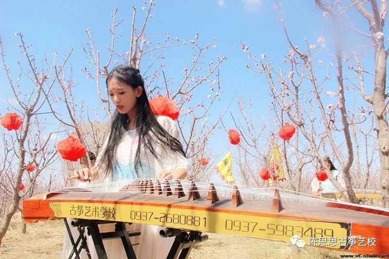 满阶芳草绿，一片杏花香——陈思思古筝艺校与杏花的完美邂逅！