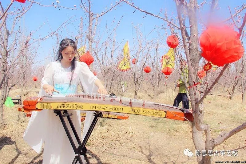 满阶芳草绿，一片杏花香——陈思思古筝艺校与杏花的完美邂逅！