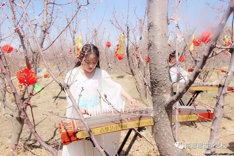 满阶芳草绿，一片杏花香——陈思思古筝艺校与杏花的完美邂逅！