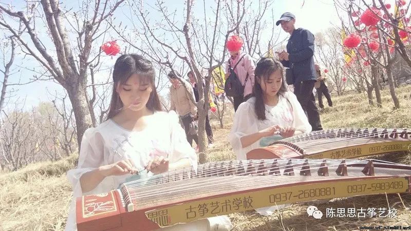 满阶芳草绿，一片杏花香——陈思思古筝艺校与杏花的完美邂逅！