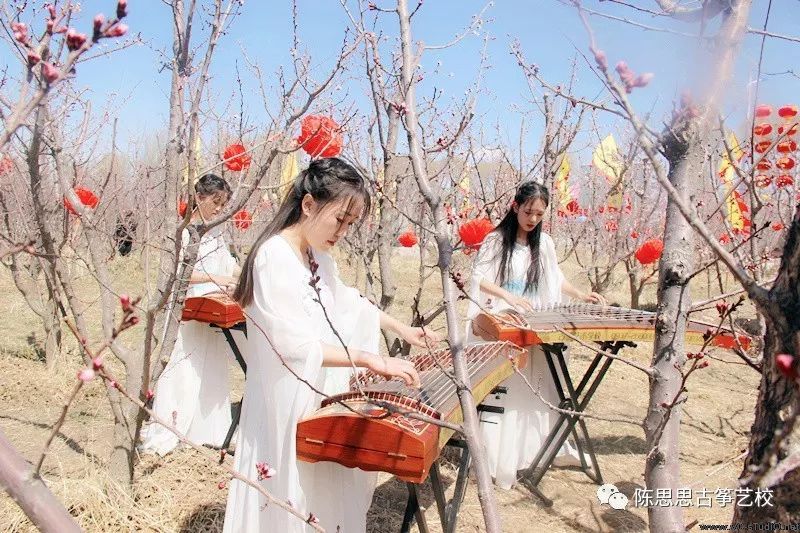 满阶芳草绿，一片杏花香——陈思思古筝艺校与杏花的完美邂逅！