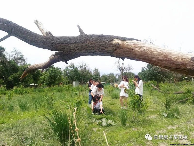 陈思思古筝艺校第三届“筝途”系列活动开始啦！
